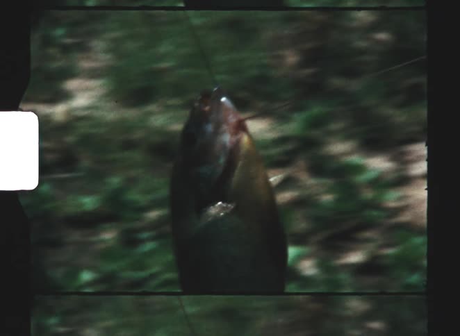 A view of a fish on a hook