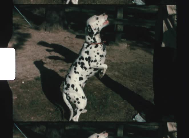 A dalmatian dog standing on its hind legs to beg being fed by a man in a light jacket holding a plate and a boy head in the foreground with a large body of water visible in the background