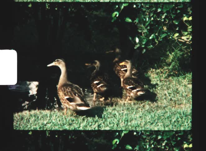 A series of ducks walking from the riverbank into the water on a sunny day
