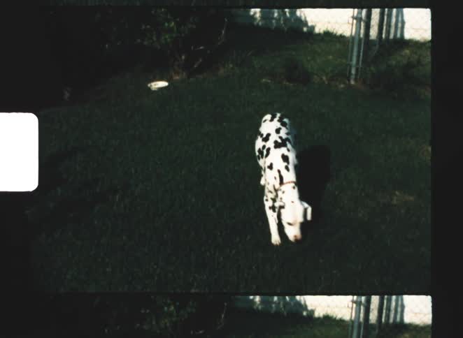 A dalmatian dog explores a grassy backyard sniffing the ground near a chainlink fence
