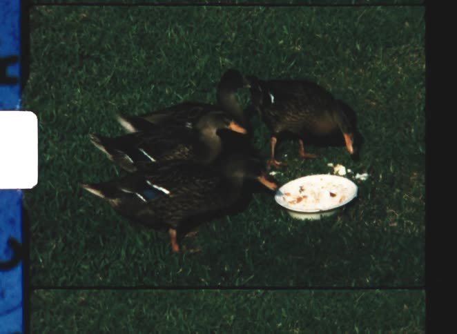Group of four ducks eating from a plate on a grass lawn at midday