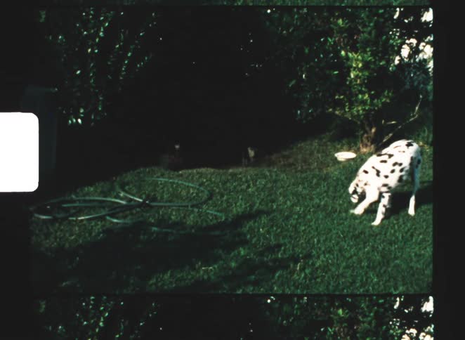A dalmatian dog walks across a sun dappled grassy backyard next to a hose and a large bush