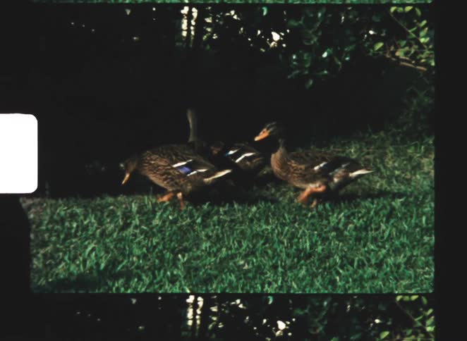 Ducks with mottled brown plumage walk across green grass near the edge of shaded foliage and a lake with their bodies angled in different directions and white markings visible on their wings