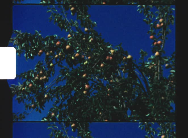 Tree filled with lightcolored fruits under a blue sky