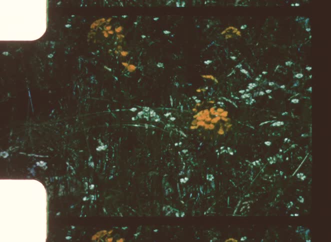 White and yellow flowers scattered across dense vegetation
