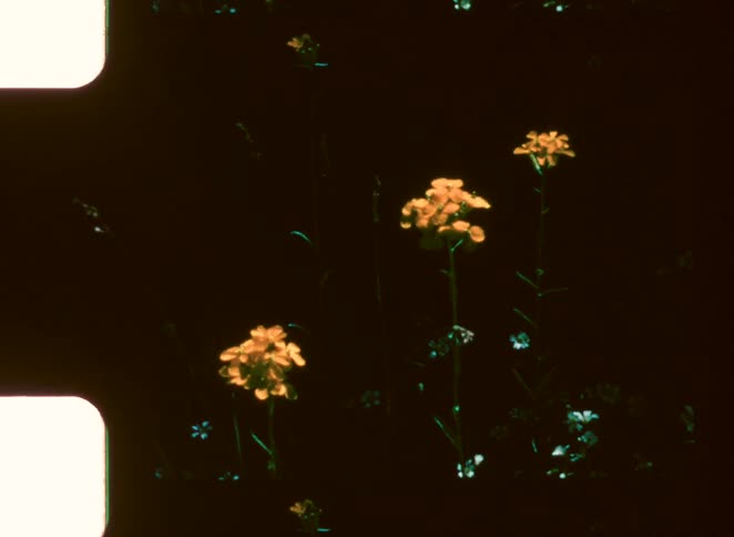 A blurry vintage close view video shows three clusters of small yellow flowers among tiny blue and white blossoms on a dark background