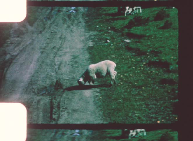 A lone sheep grazes on a patch of dirt and sparse grass as others in the herd eat on the surrounding hillside