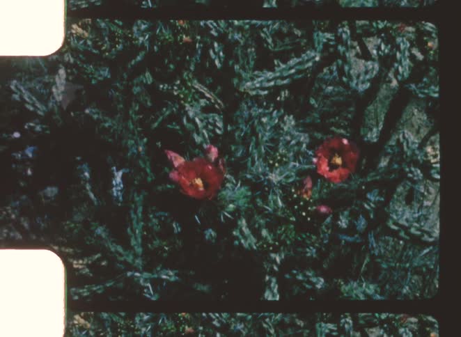 A view of some flowers growing outdoors