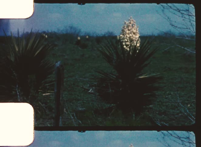 White yucca flower stands out in dark field under cloudy sky with bare branches nearby