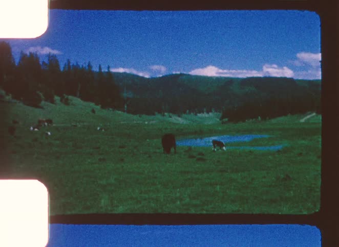 A herd of cattle grazes beside a forested hillside and a small stream
