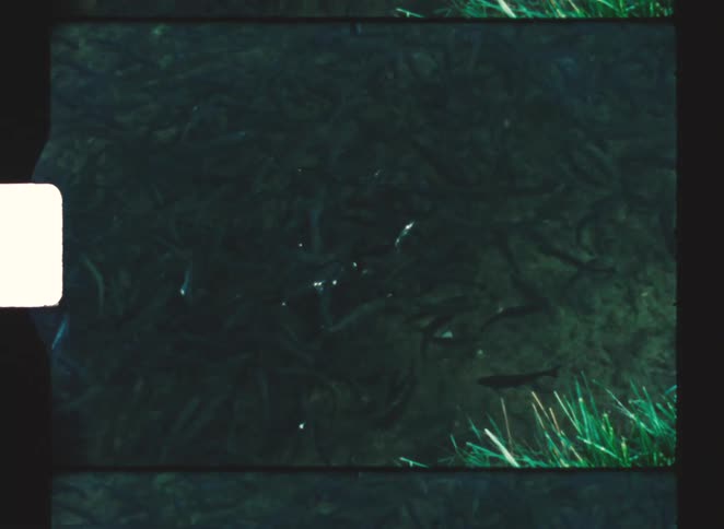 Fish swim in dark water near submerged vegetation