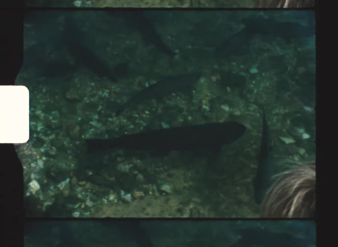 The boy is watching the fish swim