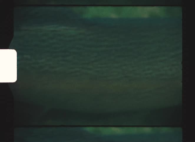 Speckledpattern fish swimming in greenish aquatic environment