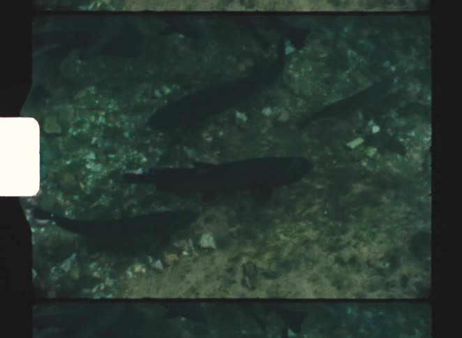 A shallow river with fish swimming underneath at midday