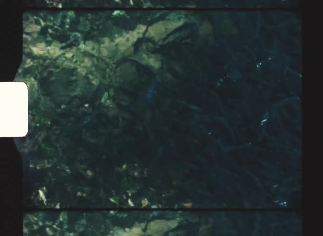 Fish in a river