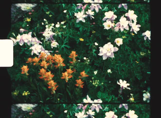 A vintage home movie captures a still frame of vibrant orange and light purple wildflowers blooming in a lush green meadow