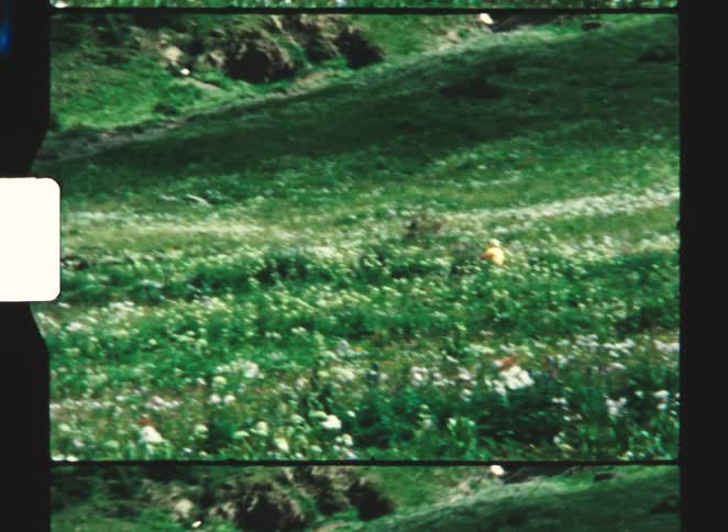 A lone person rides a bicycle through a lush green meadow filled with wildflowers