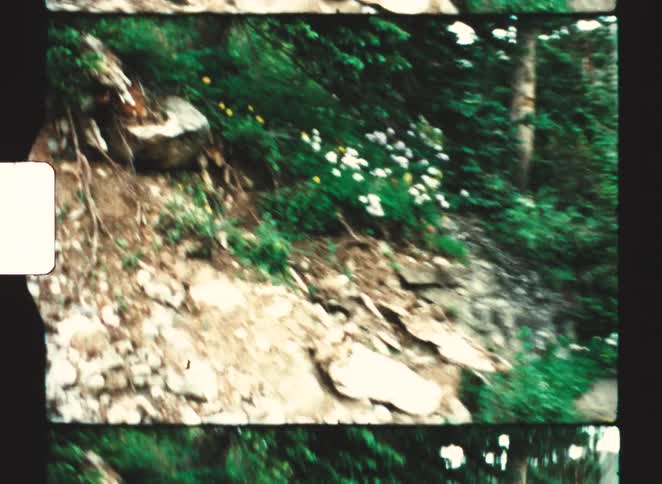 A rocky forest trail lined with dense greenery and wild plants