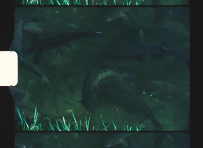 A pond full of large fish swimming near grass