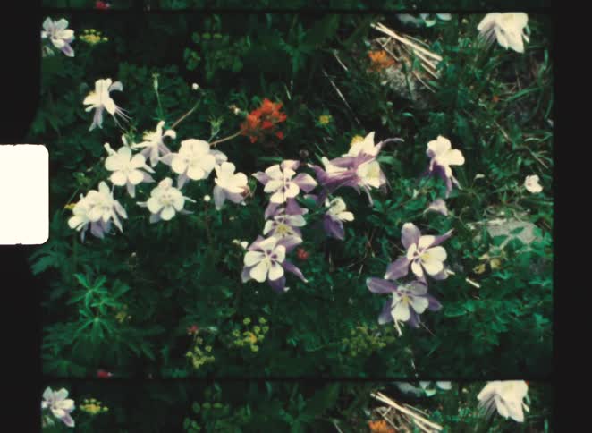A view of some flowers growing on bushes