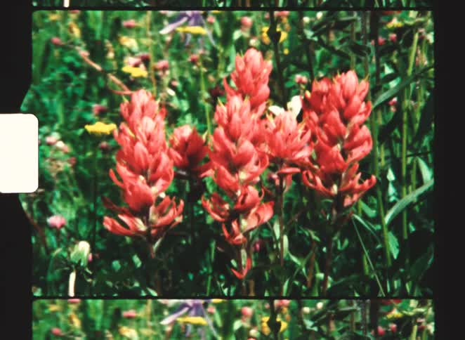 Wind blows the red flowers in the grass