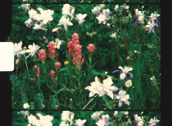 A grassy area filled with flower plants of different colors