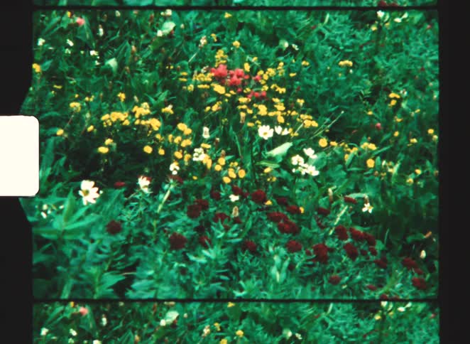 Different colored flowers are in the grass
