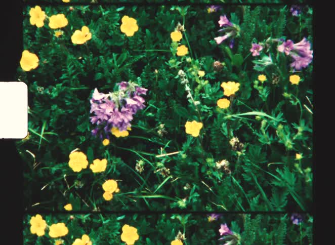 A static closeup shot captures a dense patch of dark green foliage filled with numerous small bright yellow flowers and clusters of purple and pink wildflowers creating a vibrant scene of a meadow