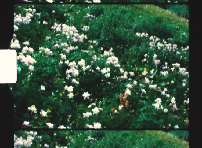 White and colorful wildflowers covering green hillside in mountainous region