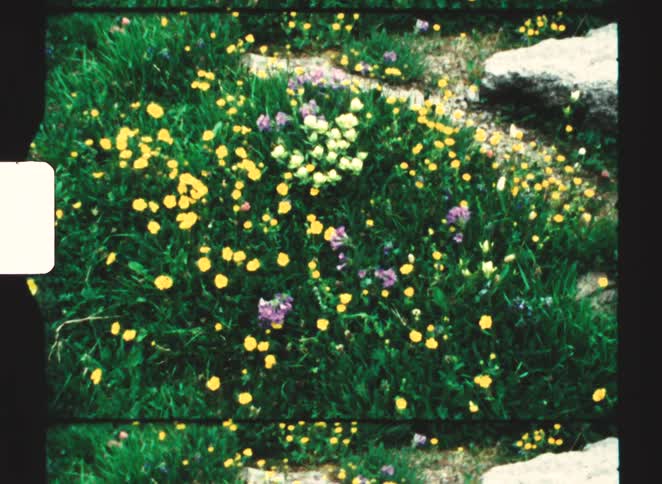 A dense patch of bright green grass speckled with small yellow purple and white wildflowers with grey rocks visible in the corner