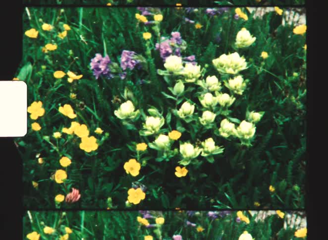 A shaky vintage home movie slowly pans over a lush meadow filled with yellow purple and pale green wildflowers