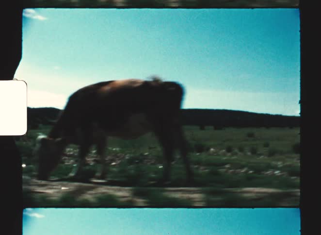 A cow flicks its tail while standing in a grassy field under a bright blue sky in a grainy archival shot
