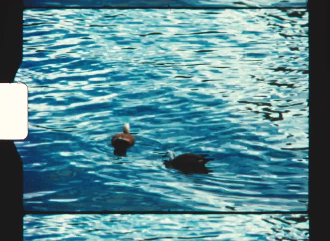 Framed by the raw edges of vintage film stock two dark ducks paddle steadily across the shimmering surface of deep blue rippling water