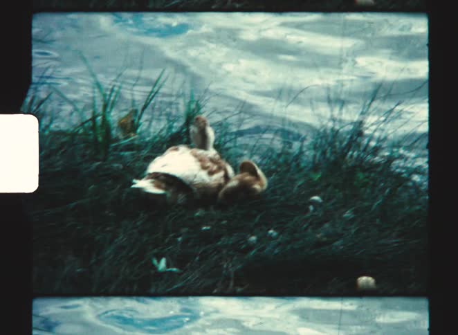 A lightcolored duck rests on a grassy bank next to the water while a small duckling snuggles close beside her