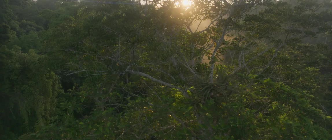 The sun shines brightly through a golden mist rising above a vast vibrant green rainforest canopy creating a beautiful and dense atmospheric view