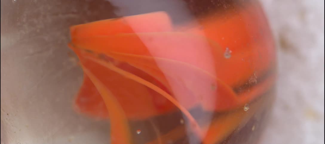 Closeup detail of a marble with orange internal bands on a light granular surface