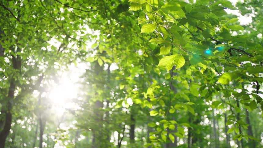 Bright sunlight bursts through the vibrant green canopy creating a soft lens flare as the fresh leaves gently sway in the breeze