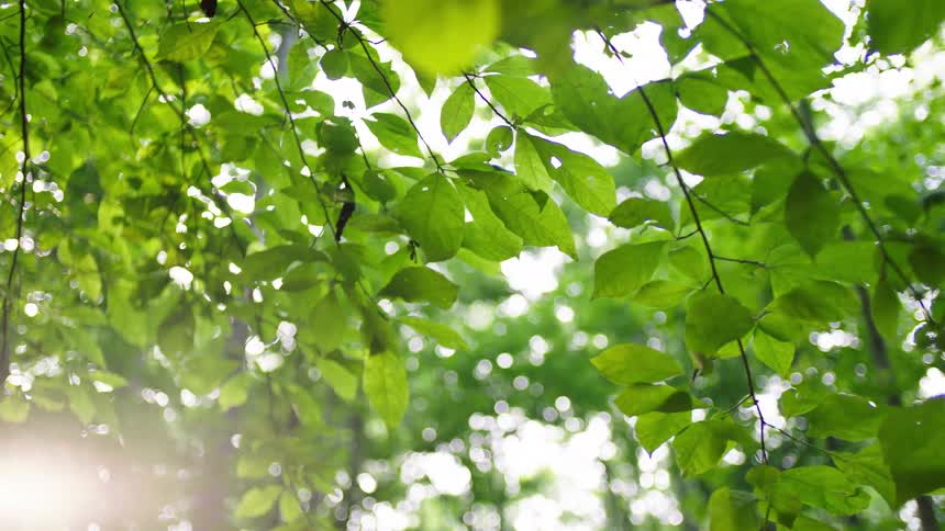 Sun shines through the green leaves in a grove of trees during the daytime