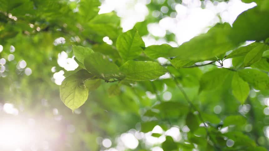 Sunlight filters through a lush green forest canopy highlighting the leaves on tree branches and creating bright bokeh in the background