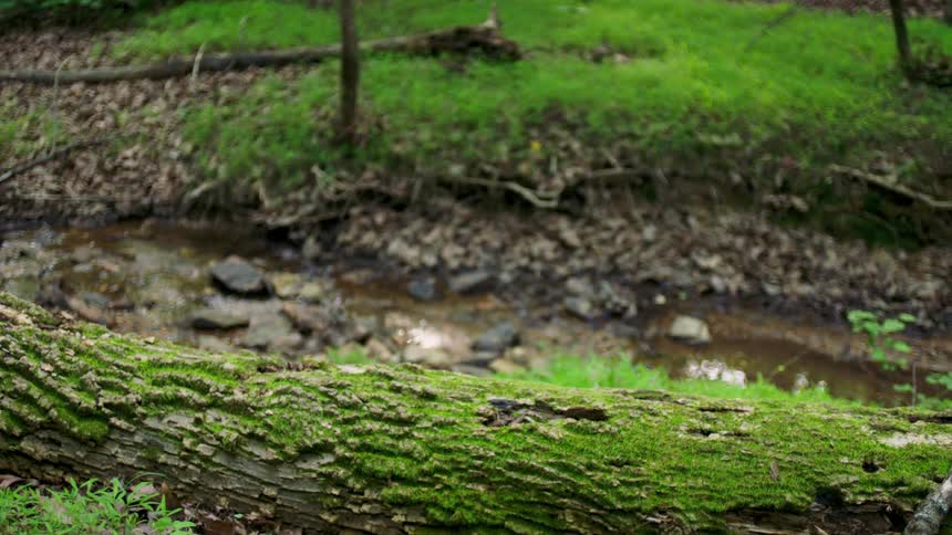 Fallen moss covered log overlooking rocks in a flowing stream