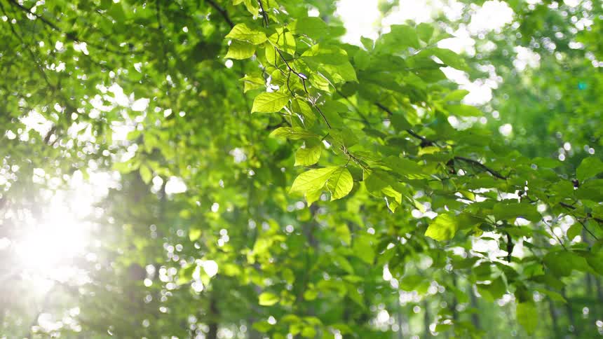 Sun glares through trees on a summer day
