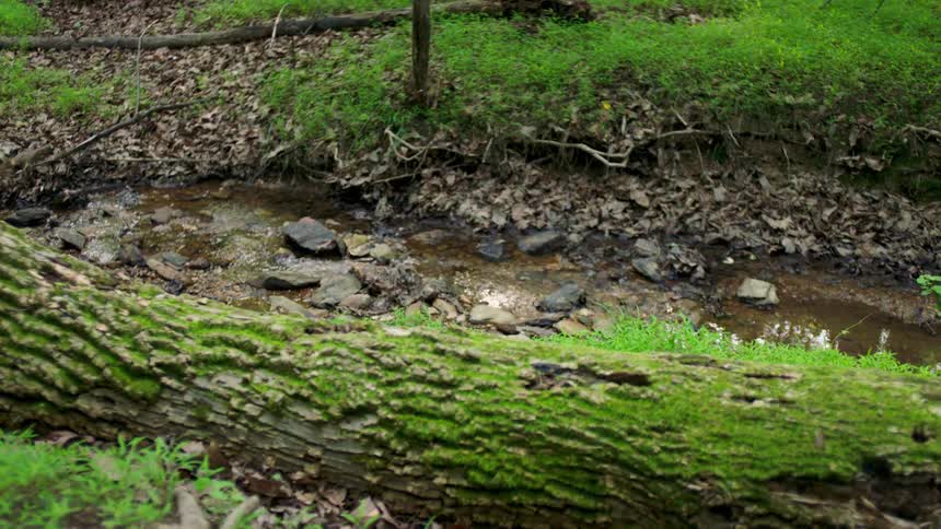 A large mosscovered log in the foreground rests over a small rocky stream flowing through a dense green forest setting surrounded by fallen leaves and lush undergrowth
