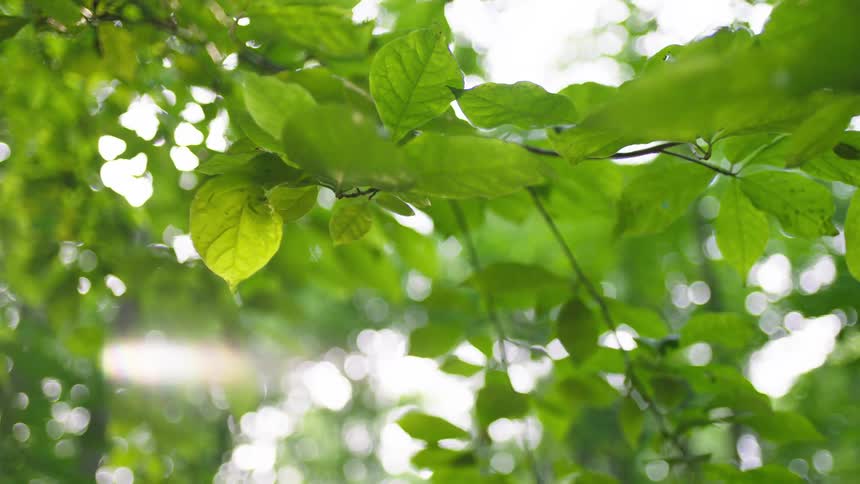Bright sunlight streams through the lush green leaves of a forest canopy creating a peaceful and dreamlike lens flare