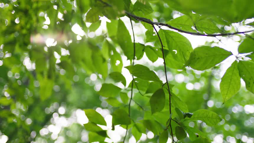 Sunlight gently filters through vibrant green leaves that sway softly in a peaceful forest setting creating a bright sun flare
