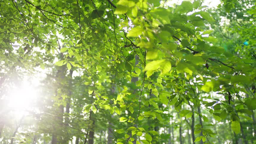 A vibrant green tree canopy as bright sunlight streams through the leaves illuminating the foliage and casting a glow