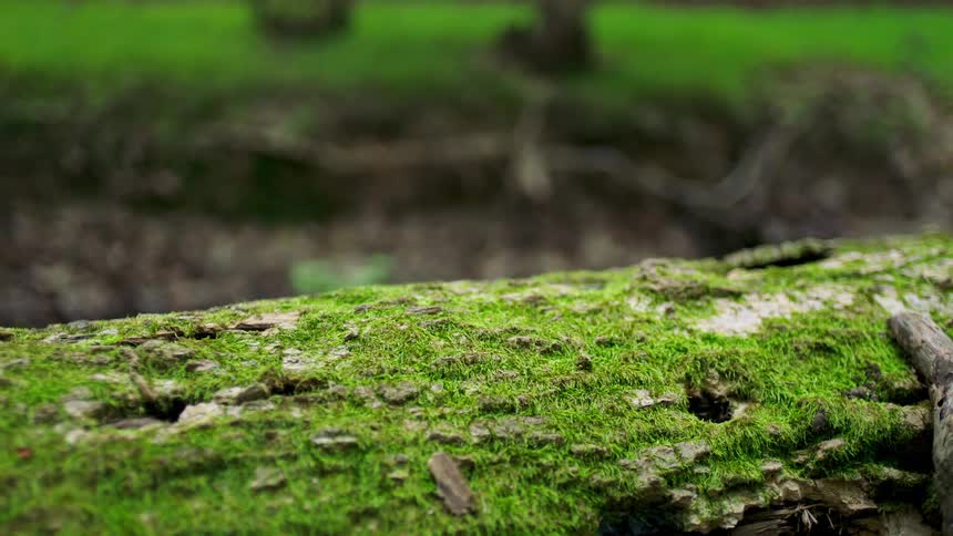 A slow sliding closeup reveals the detailed texture of bright green moss growing on a fallen log in a quiet forest