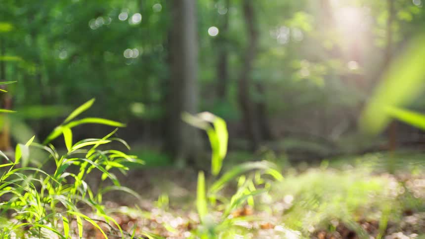 A lowangle shallowfocus shot captures the bright sunlight filtering through the lush green leaves and grass in a forest with a blurry woman passing in the background