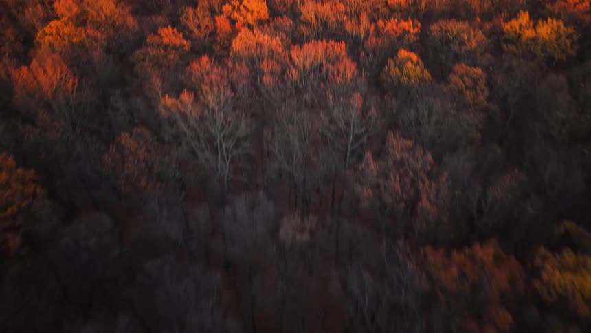 A forest filled with trees turning orange in the fall season at midday