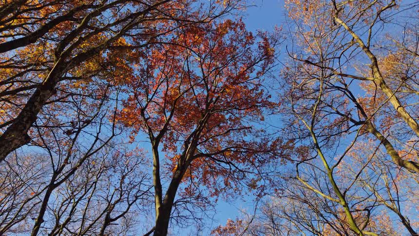 A view of some trees in a forest during the fall