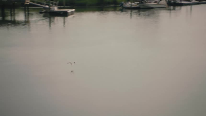Seagull flies over the water with boats docked along the coast